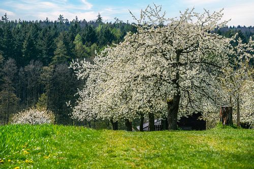 Lentelandschap met bloeiende kersenbomen