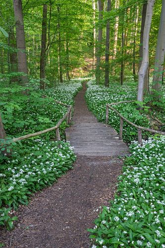 Weg door de wilde knoflook