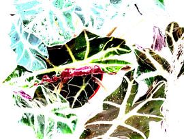 Kamerplant: Alocasia Zebrina | Olifantsoor 1-C