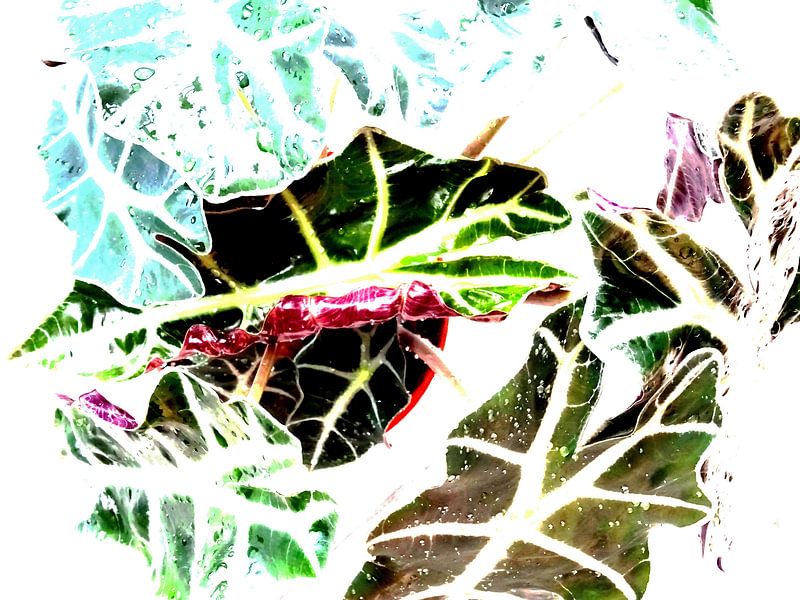 Kamerplant: Alocasia Zebrina | Olifantsoor 1-C von MoArt (Maurice Heuts)