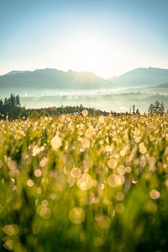 Zonsopgang met dauwdruppels boven de Allgäu