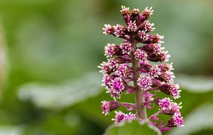 Blüte_02