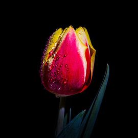 Rood gele tulp by Danny van de Graaf