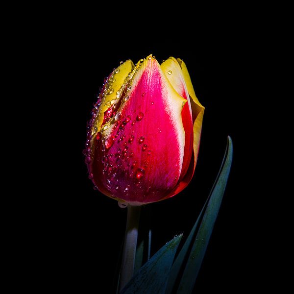 Rood gele tulp van Danny van de Graaf