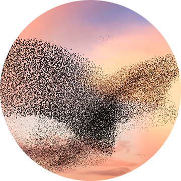 Spreeuwen in de vorm van een roofvogel tijdens zonsondergang