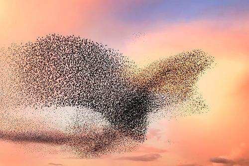 Spreeuwen in de vorm van een roofvogel tijdens zonsondergang