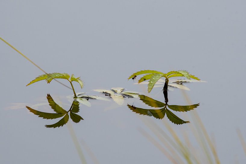 Spiegelbeeld van Merijn Loch