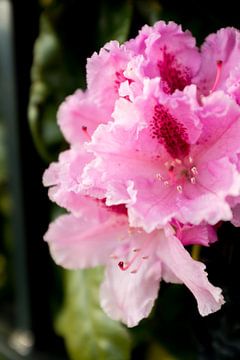 rosa Rhododendron Blume während des Sonnenuntergangs | fine art nature photo