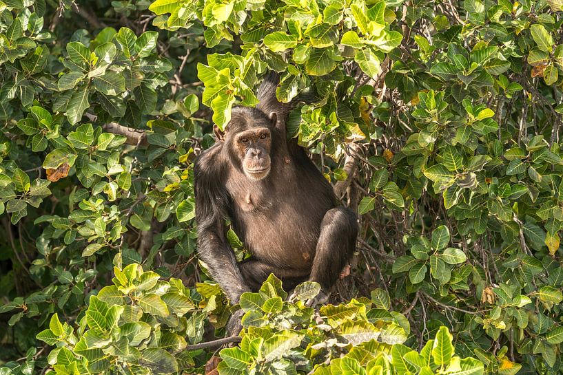Schimpanse , Gambia von Peter Schickert