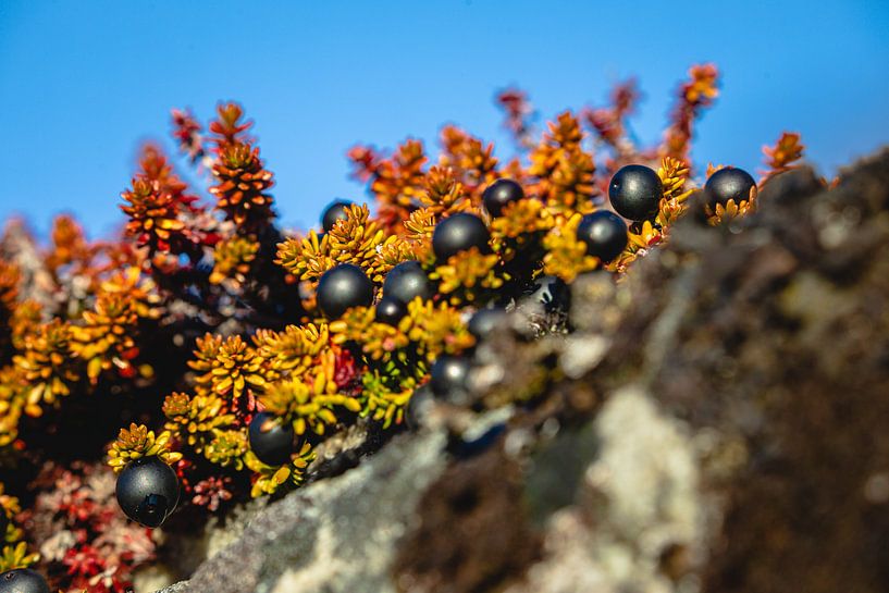 Mit Heidekraut und schwarzen Johannisbeeren bewachsene Felsen in Grönland von Martijn Smeets