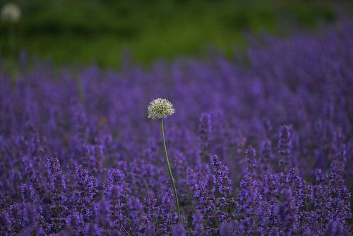 Seed box of Lavender