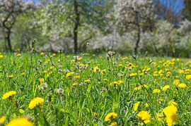 Frühlingswiese in Thüringen von Alexander Ließ