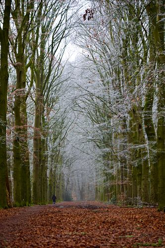 Sikkelloantje Ter Apel