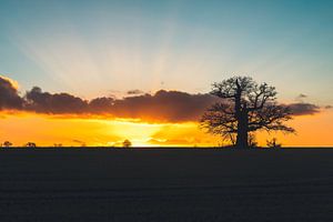 Monumentale kahle Eiche im Sonnenuntergang, Reinhardswald