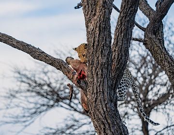 Leopard in der Wildnis Namibias, Afrika von Patrick Groß