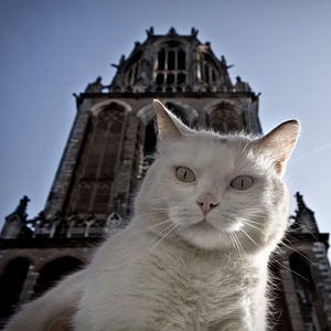 Pubcat at Dom tower, Utrecht by Robert van Willigenburg