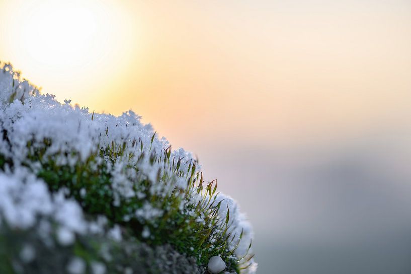 mousse de neige par Tania Perneel