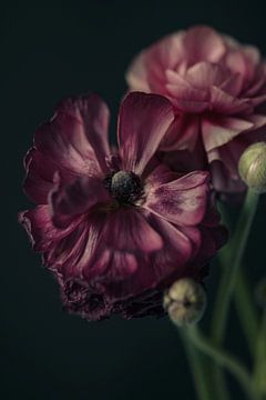 Two Ranunculus in the cool morning light. by tim eshuis