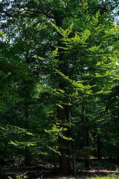 Lush tree by Michelle Van Den Berg