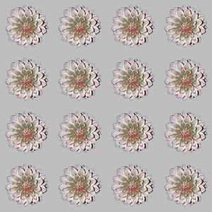 DAHLIAS'S GRIS ROUGE