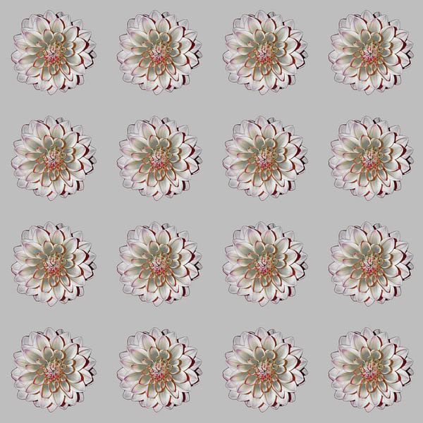 DAHLIAS'S GREY RED by Henriette Tischler van Sleen