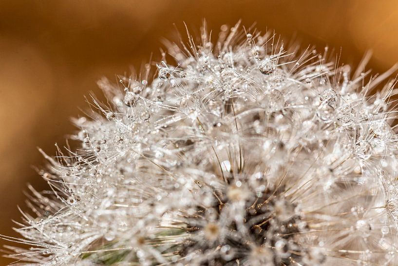 Löwenzahn von Thomas Heitz