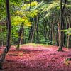 forêt néerlandaise sur Peter Bijsterveld