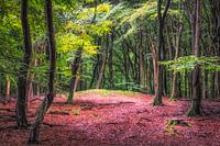 Nederlands bos