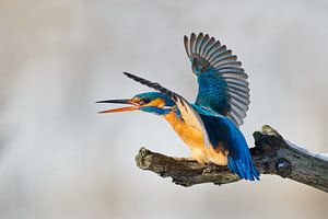 Eisvogel - mein Platz!