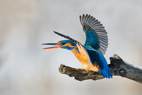 IJsvogel - Mijn plek!