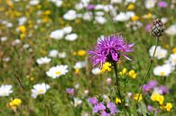Wilde bloemen van Ostsee Bilder thumbnail