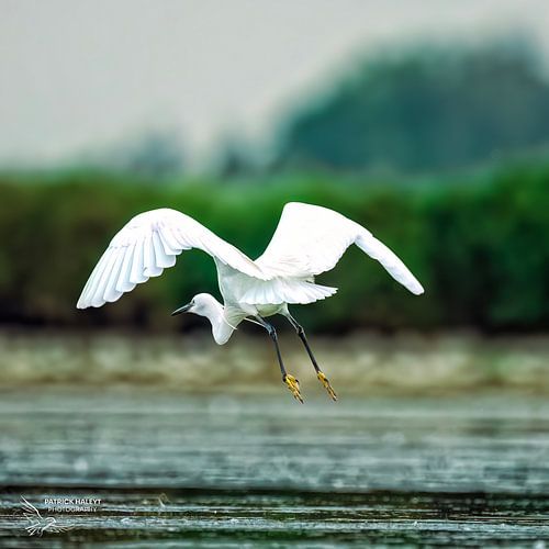 Amerikaanse kleine zilverreiger van Patrick Haleyt Photography