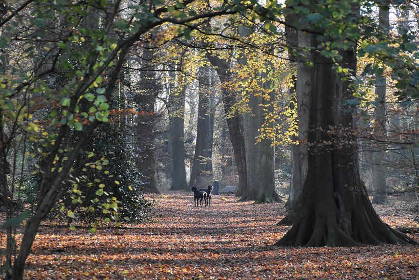 Oud bos met grote beuken in de herfst von Susan Dekker