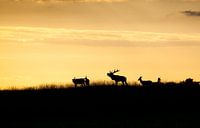 Red deer in evening light