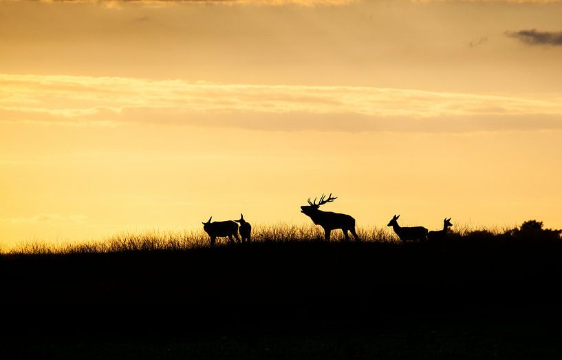 Rotwild im Abendlicht von Roland Smanski