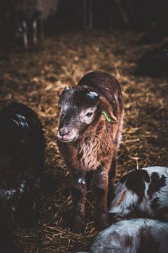 Lammetje in Havelte van S van Wezep