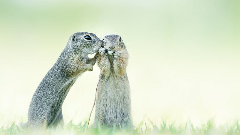 S'il vous plaît, arrêtez ! par Alex Pansier