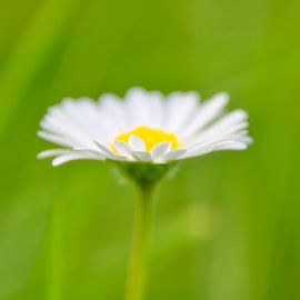Gänseblümchen 1 von Jaap Tanis