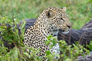 Porträt eines Leoparden