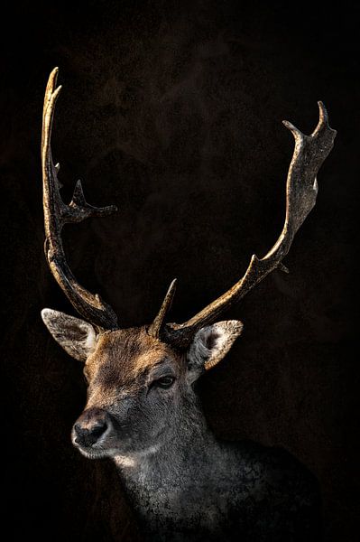 Hert portret met donkere achtergrond groot gewei als schilderij van Steven Dijkshoorn op canvas, behang en meer