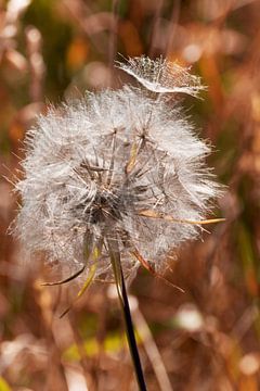 Pusteblume von Kurt Krause