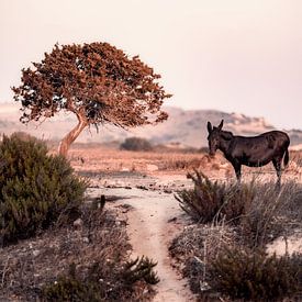 Ein griechischer Esel in der Natur von Kos von Steven Dijkshoorn