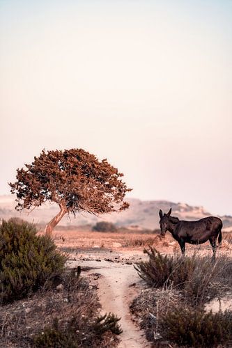 Een griekse ezel in de natuur van Kos