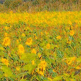 Malerische Sonnenblumen im Hochformat von Reina Nederland in kleur