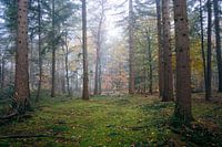 Der Wald