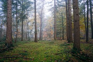 La forêt