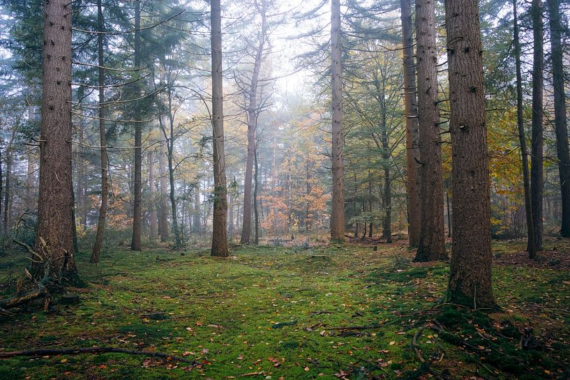 The forest by Niek Wittenberg