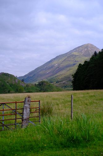 Scottish nature with fence