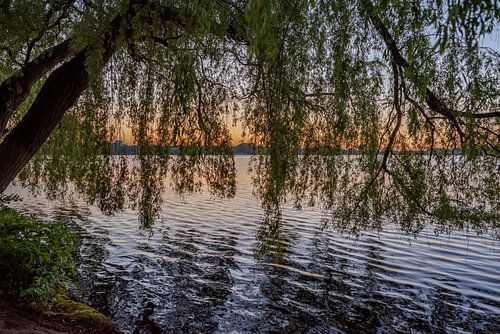 Weeping willow after sunset