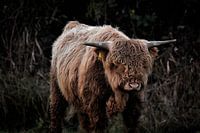 Schotse hooglander